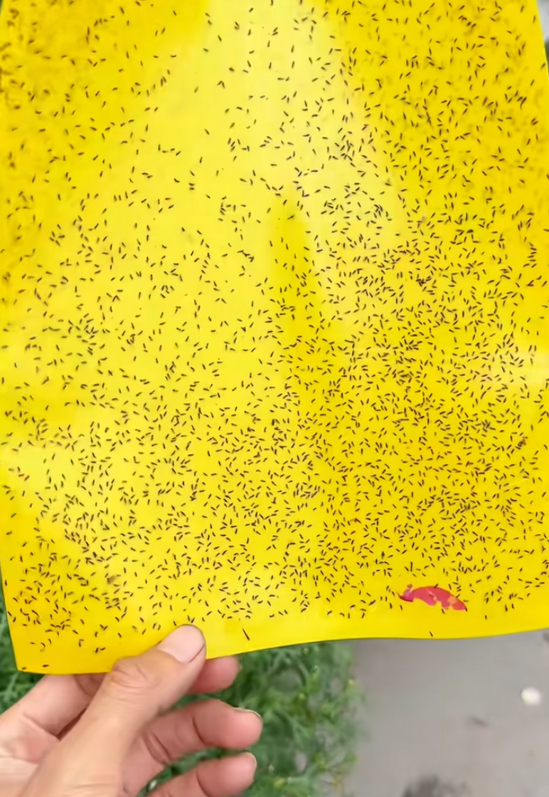 春夏蓟马泛滥 最近少穿这三种颜色衣服出门：容易变“养虫人”