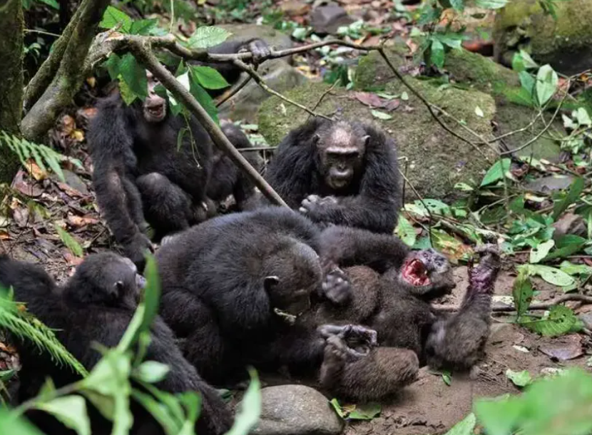 为什么灵长类动物打架时 那么喜欢攻击对手的睾丸