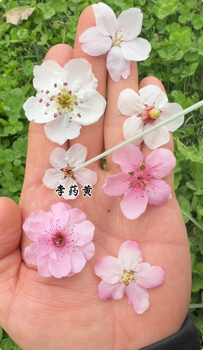 春天来了 这些都是什么花儿？7种春花一文看懂