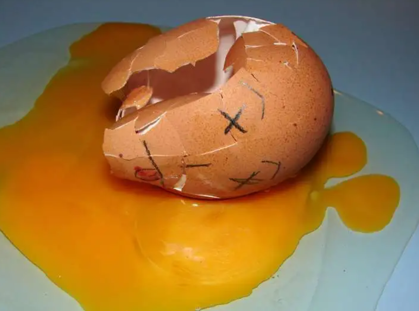 为什么家禽会产下未受精的蛋 这种浪费行为真的符合天理吗