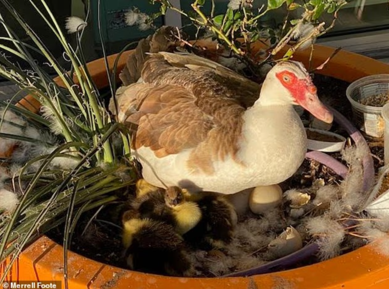 美国一自动驾驶车当街压死社区“明星鸭” 市民集体抗议：禁止无人车测试