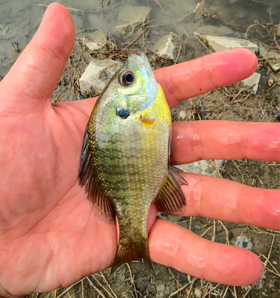 成都多湖现黑耳怪鱼！系入侵物种：北美蓝鳃太阳鱼