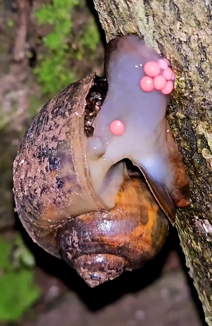 近期福寿螺大量冒出:这种东西身上寄生虫多达6000条 千万别吃!