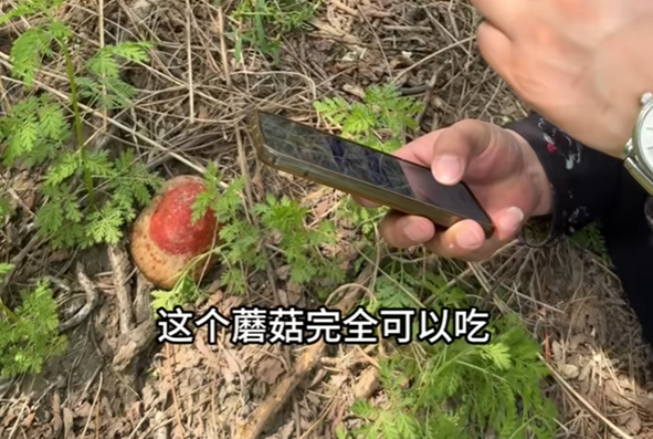 AI时代的红利？多人被AI误导食用毒蘑菇进了ICU
