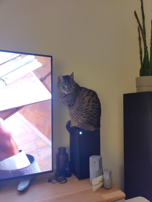 猫总坐在主机散热孔怎么办?玩家竟用这招对付它