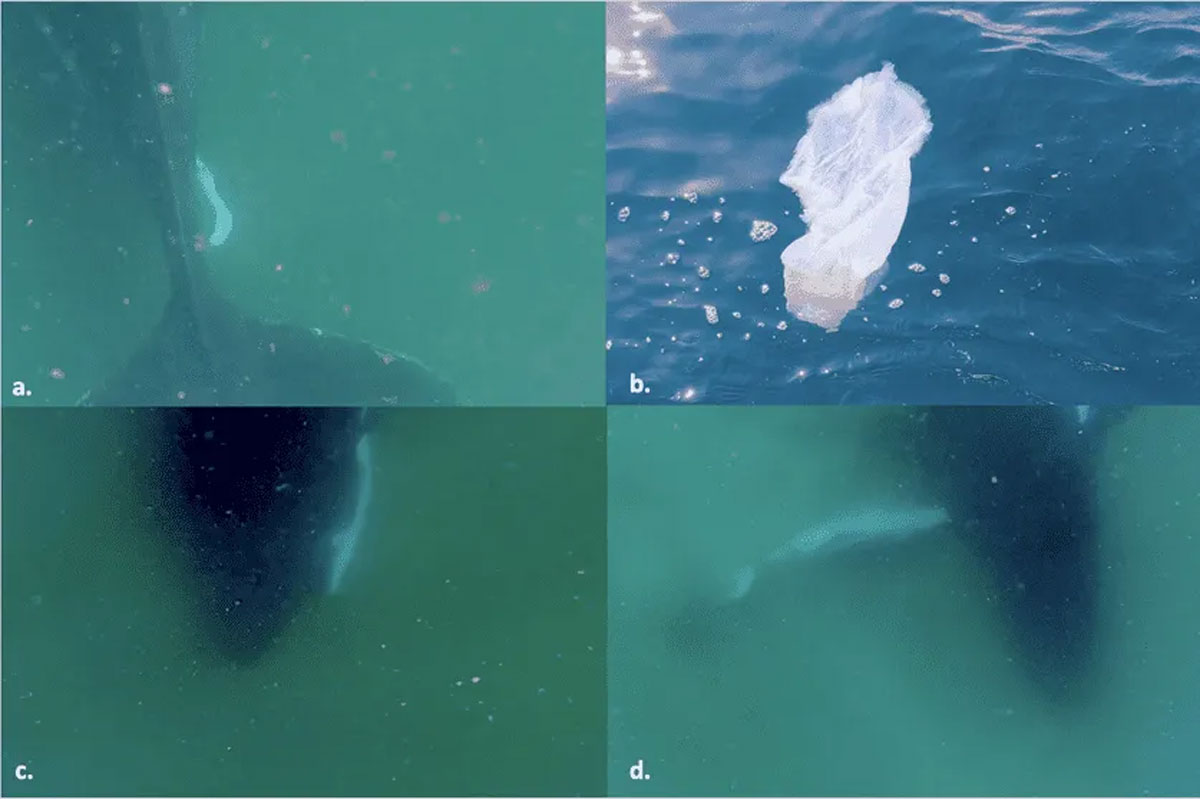 Mother-Whale-and-Stillborn-Calf.jpg
